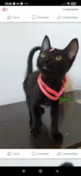 Pantera