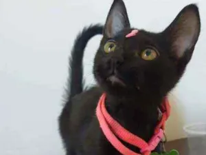 Gato raça Srd idade 2 a 6 meses nome Pantera