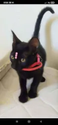 Pantera