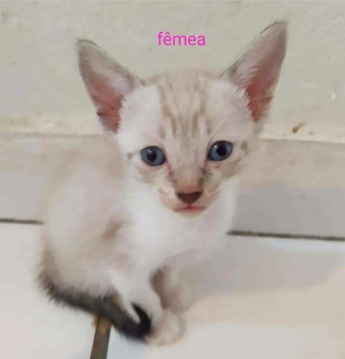 Gato ra a Srd idade Abaixo de 2 meses nome Gatinhos 