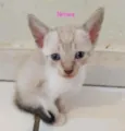 Gatinhos
