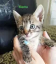 Gatinhos