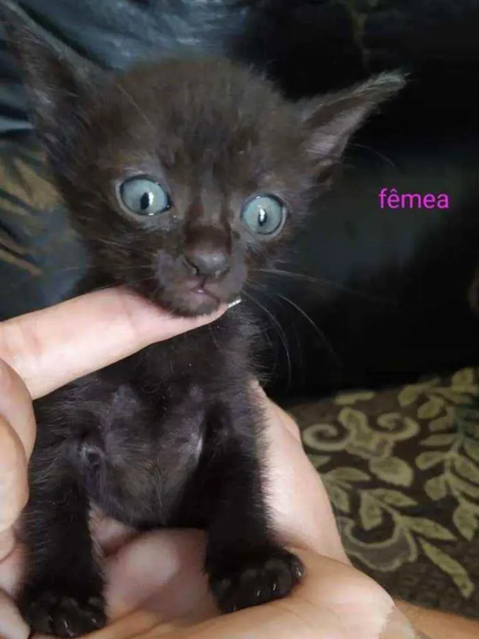 Gato ra a Srd idade Abaixo de 2 meses nome Gatinhos 