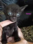 Gatinhos