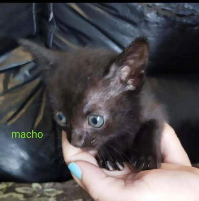 Gato ra a Srd idade Abaixo de 2 meses nome Gatinhos 