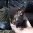 Gatinhos