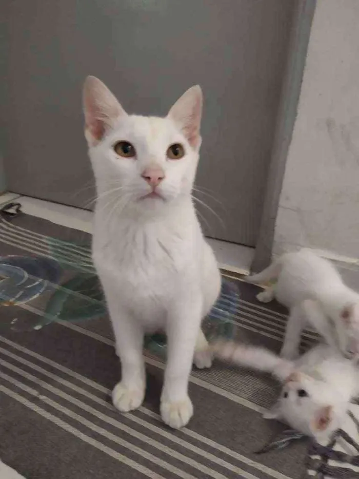 Gato ra a Srd idade 2 a 6 meses nome Branco