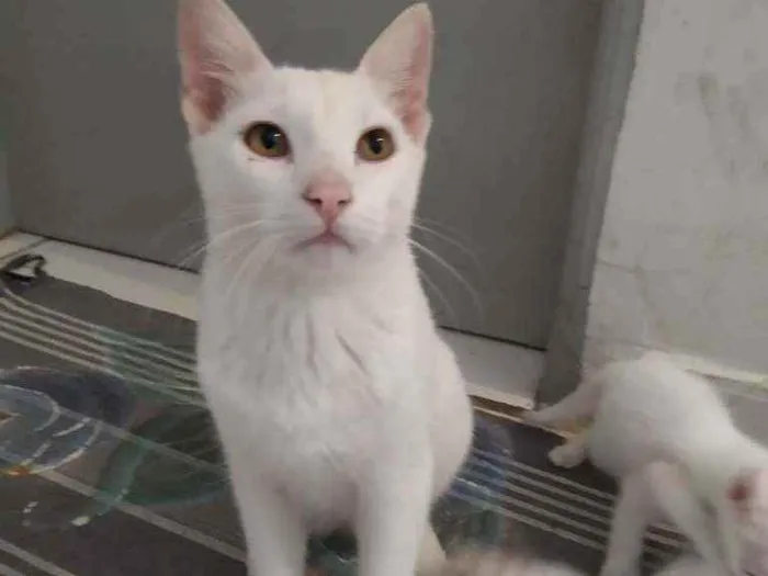 Gato ra a Srd idade 2 a 6 meses nome Branco