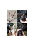 Gatinhos