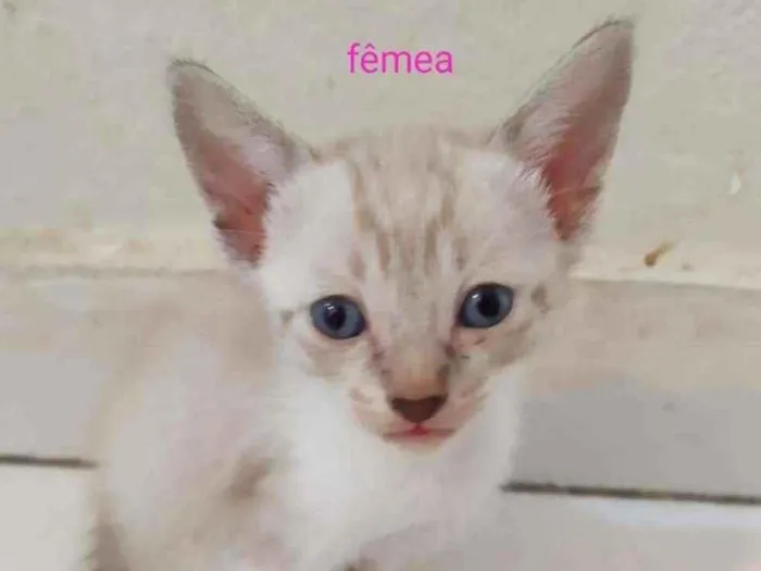 Gato ra a Srd idade Abaixo de 2 meses nome Gatinhos 