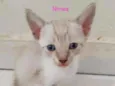 Gatinhos