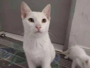 Gato raça Srd idade 2 a 6 meses nome Branco