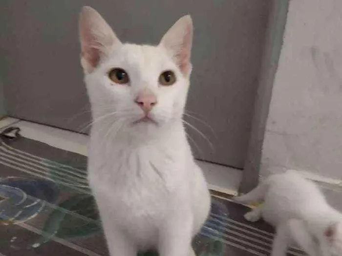Gato ra a Srd idade 2 a 6 meses nome Branco