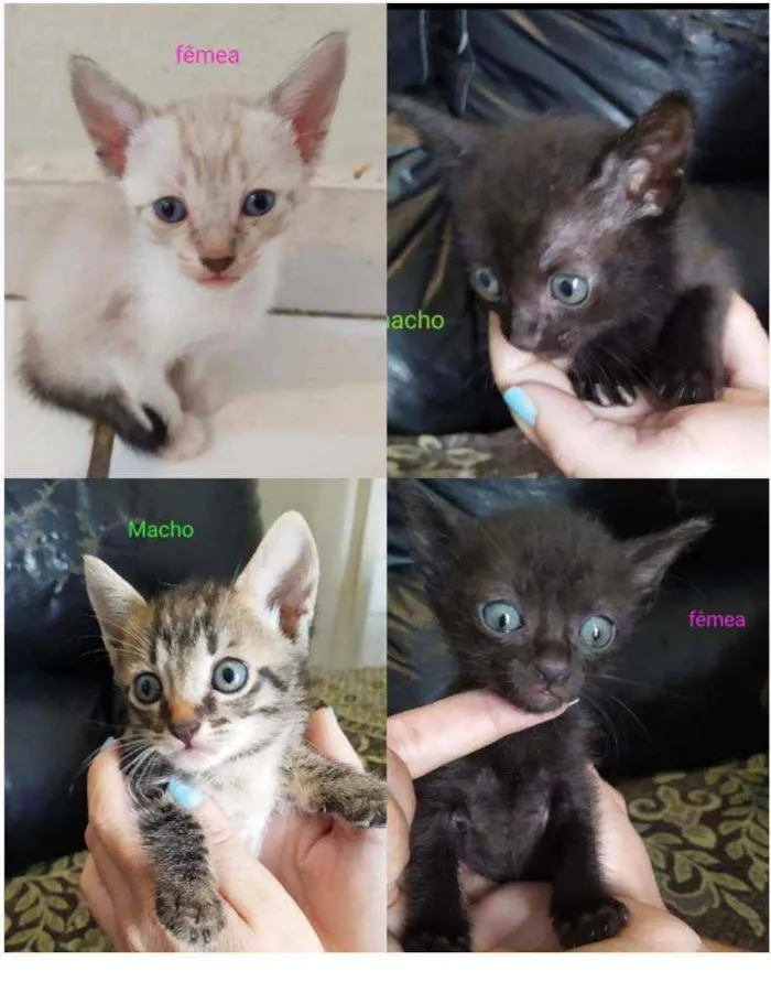 Gato ra a Srd idade Abaixo de 2 meses nome Gatinhos 