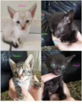 Gatinhos