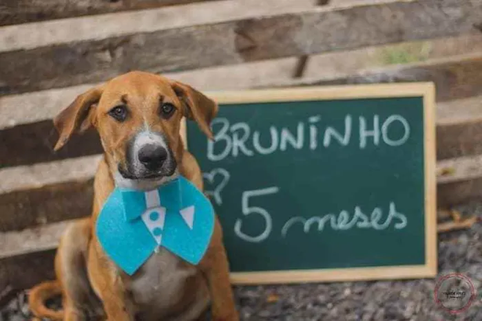 Cachorro raça SRD idade 2 a 6 meses nome Bruninho