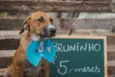 Bruninho