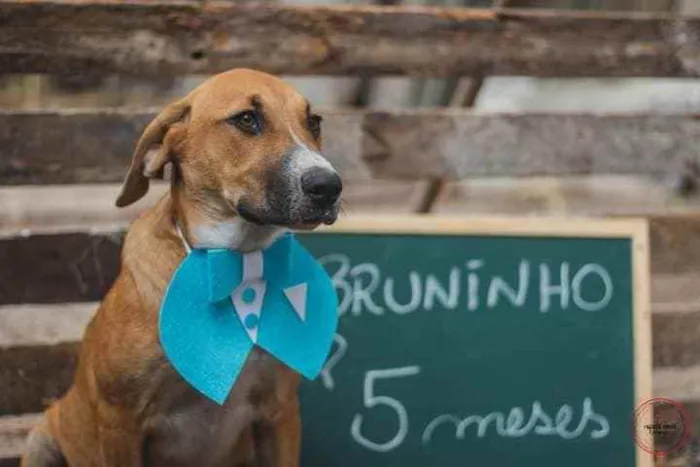 Cachorro raça SRD idade 2 a 6 meses nome Bruninho