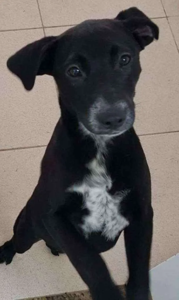 Cachorro raça Vira lata  idade 7 a 11 meses nome Bebel