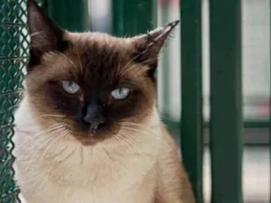 Gato raça Vira Lata sianes idade 4 anos nome Tarzan