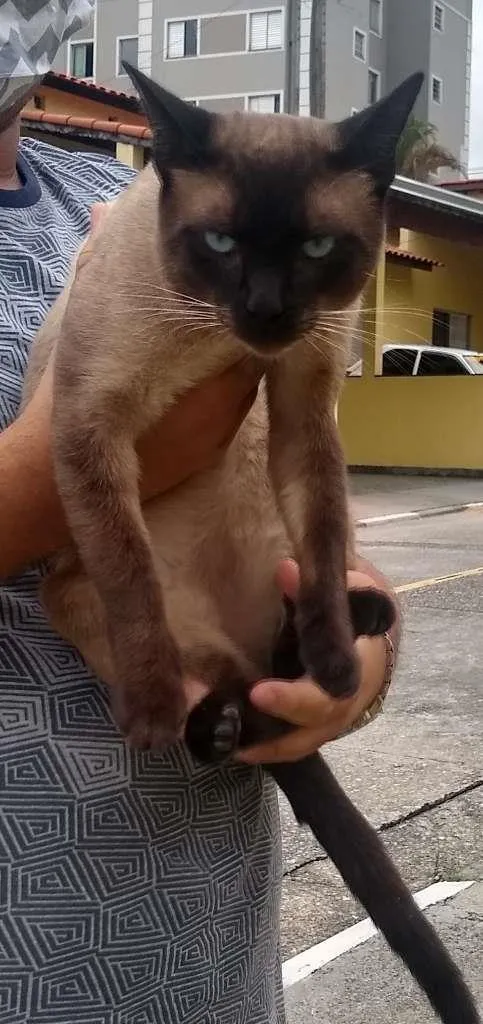 Gato ra a Siamês idade 2 a 6 meses nome Zeus