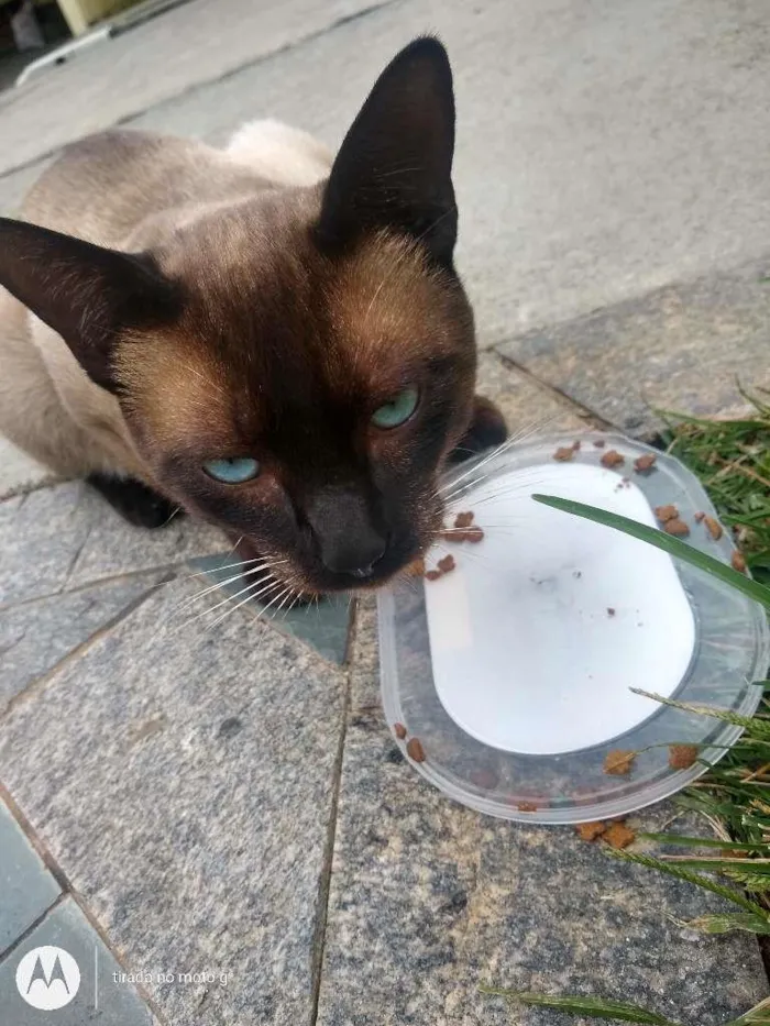 Gato ra a Siamês idade 2 a 6 meses nome Zeus