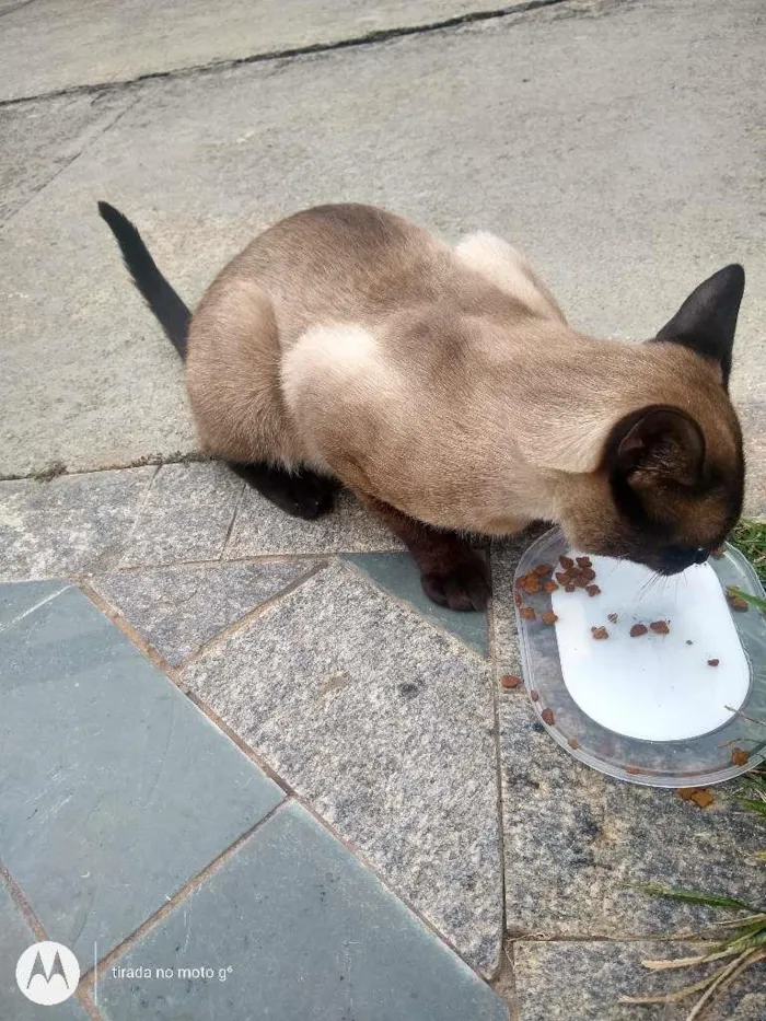Gato ra a Siamês idade 2 a 6 meses nome Zeus