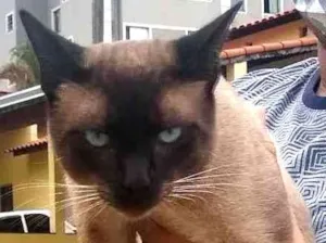 Gato raça Siamês idade 2 a 6 meses nome Zeus