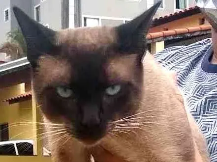 Gato ra a Siamês idade 2 a 6 meses nome Zeus