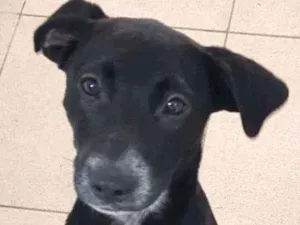 Cachorro raça Vira lata  idade 7 a 11 meses nome Bebel