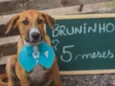 Bruninho