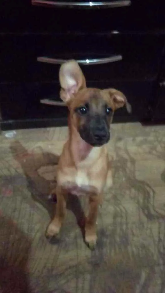 Cachorro raça Srd idade 2 a 6 meses nome Amora