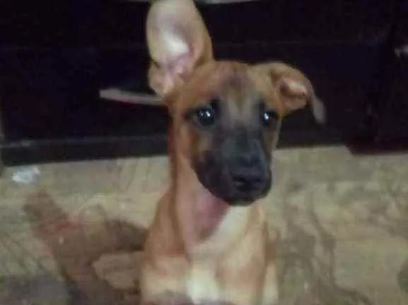 Cachorro raça Srd idade 2 a 6 meses nome Amora