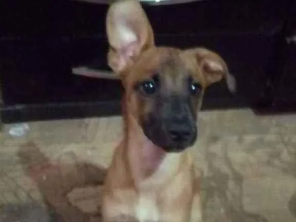 Cachorro raça Srd idade 2 a 6 meses nome Amora