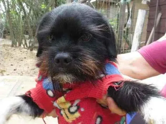 Cachorro ra a SRD-ViraLata idade 2 anos nome Bilu