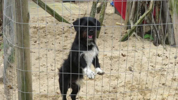 Cachorro ra a SRD-ViraLata idade 2 anos nome Bilu