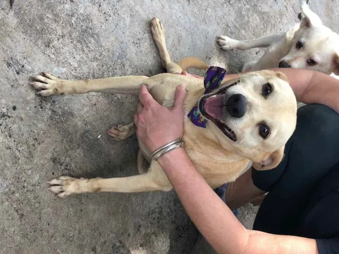 Cachorro ra a SRD idade 6 ou mais anos nome Fubá