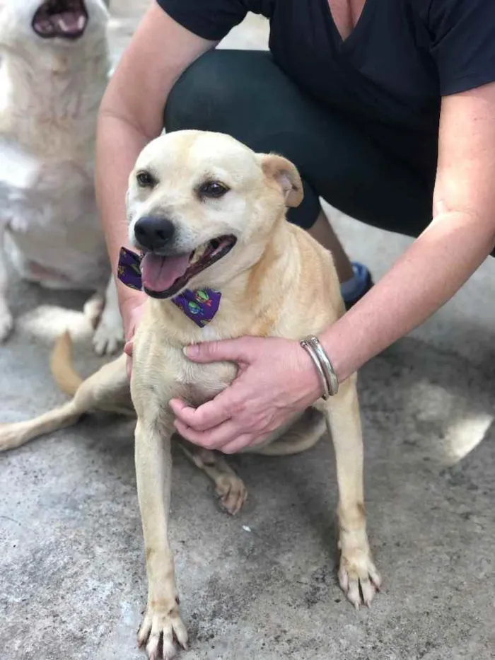 Cachorro ra a SRD idade 6 ou mais anos nome Fubá