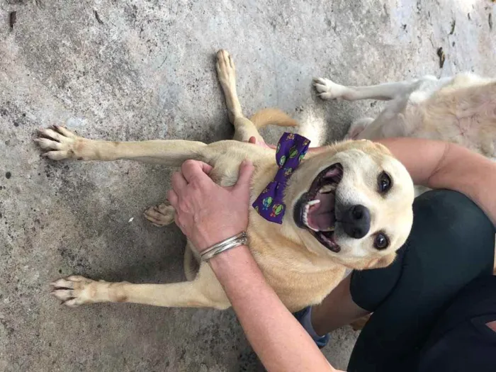 Cachorro ra a SRD idade 6 ou mais anos nome Fubá