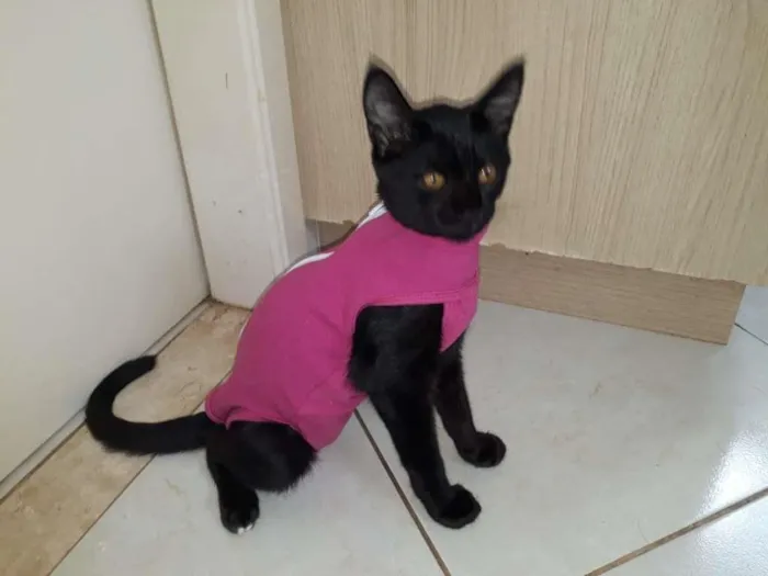 Gato ra a SRD-ViraLata idade 2 a 6 meses nome Não tem nome