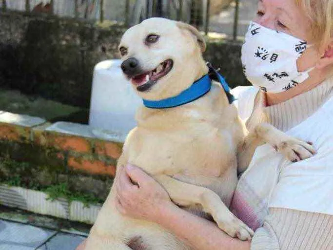 Cachorro ra a SRD idade 6 ou mais anos nome Fubá