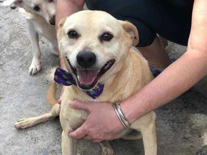 Cachorro ra a SRD idade 6 ou mais anos nome Fubá