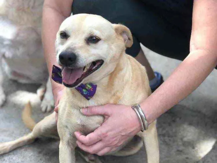 Cachorro ra a SRD idade 6 ou mais anos nome Fubá