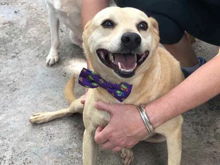 Cachorro ra a SRD idade 6 ou mais anos nome Fubá