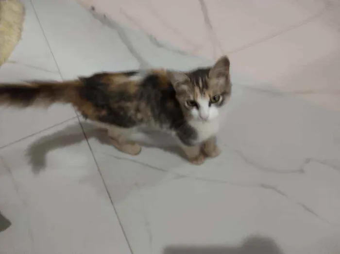 Gato raça SRD idade 2 a 6 meses nome Sem nome