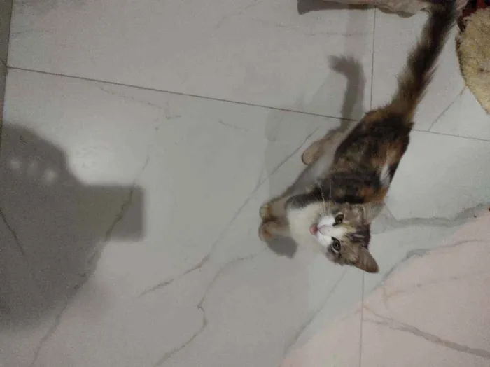 Gato raça SRD idade 2 a 6 meses nome Sem nome