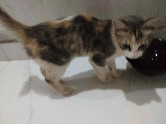 Gato raça SRD idade 2 a 6 meses nome Sem nome