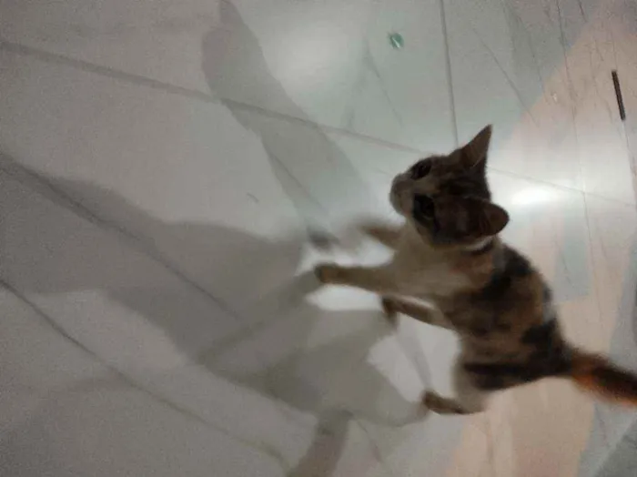 Gato raça SRD idade 2 a 6 meses nome Sem nome
