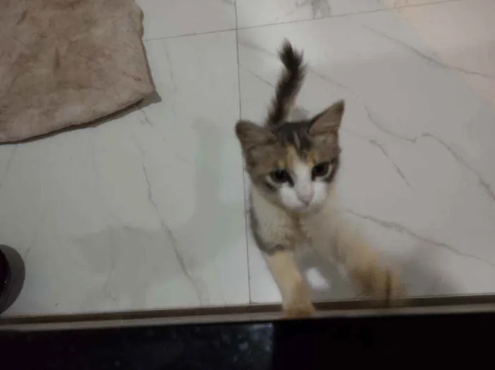 Gato raça SRD idade 2 a 6 meses nome Sem nome