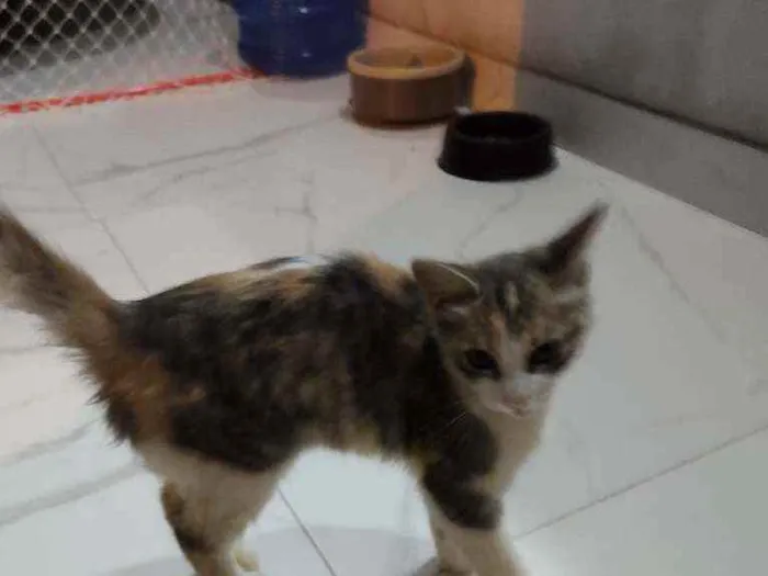 Gato raça SRD idade 2 a 6 meses nome Sem nome